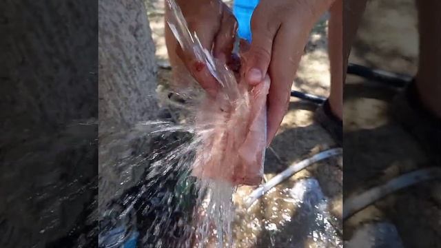 Холодное копчение рыбы. Змейголова