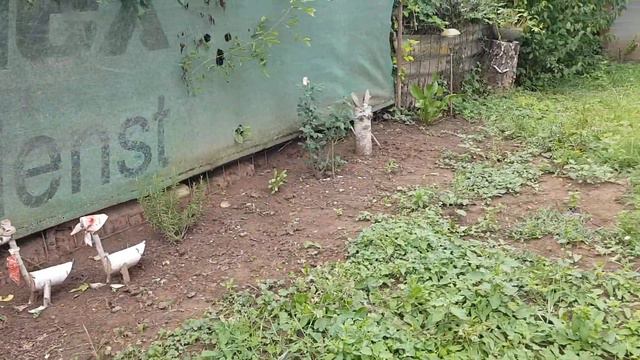 Ребятам о зверятах. смотреть онлайн