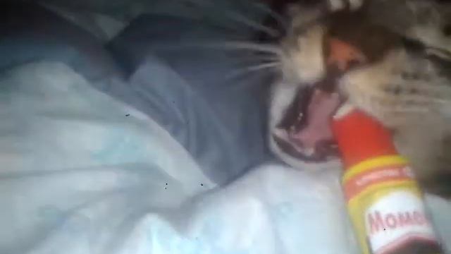 Кот и момент смотреть онлайн