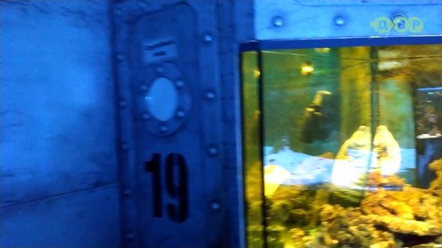 ОКЕАНАРИУМ В ДЕЛЬФИНАРИИ НЕМО! смотреть онлайн