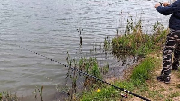 Попалась красотка форель на  блесну Aura и  2.2 грамма от компании Mad Fish