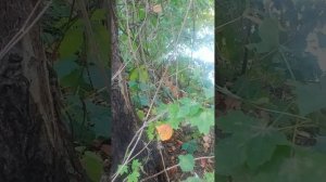 Котята дикие, в руки не даются. Как поймать и отправить к доктору?