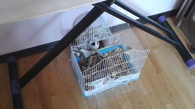Морская свинка ест гамак смотреть онлайн