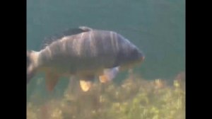 Карп (Сазан)  где он зимует.