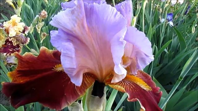 Голли Джи Виц