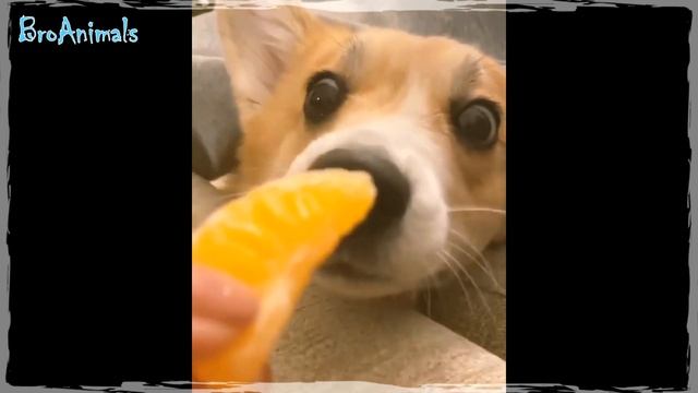 КОРГИ - Смешные Корги ? Приколы с Собаками | Funny Dogs #737