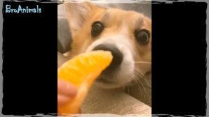 КОРГИ - Смешные Корги ? Приколы с Собаками | Funny Dogs #737