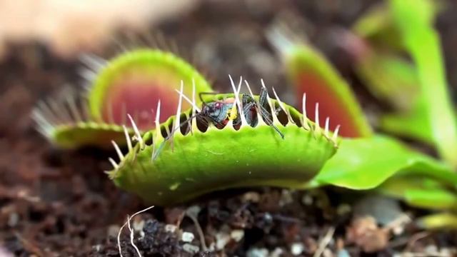 Венерина мухоловка смотреть онлайн