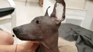 Как поставить уши щенку ксоло