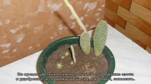 Опунция кактус — сорта, уход в домашних условиях