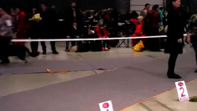 Суки юниоры 2 группа