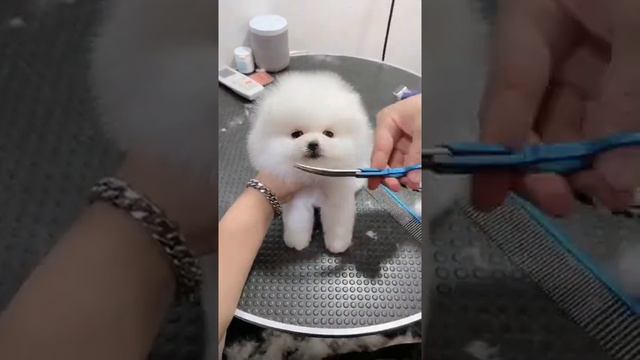 White puppy is ready for going| Sweet pets смотреть онлайн