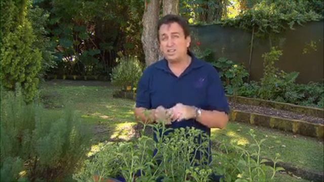 The Garden Gurus - Stevia смотреть онлайн