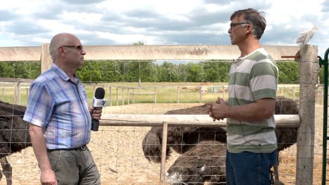 Страусы живут в Канаде смотреть онлайн