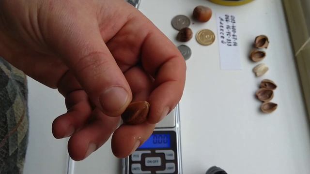 ???орех МЕДВЕЖИЙ...пробуем НА ВКУС(обзор!) / Bear Walnut, Hazel Tree, Bear Walnut 2020