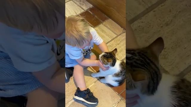 Малыш целует котика)) Милое отношение ребёнка с кошкой смотреть онлайн