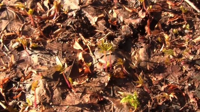 Сныть первая. Пища богов. смотреть онлайн