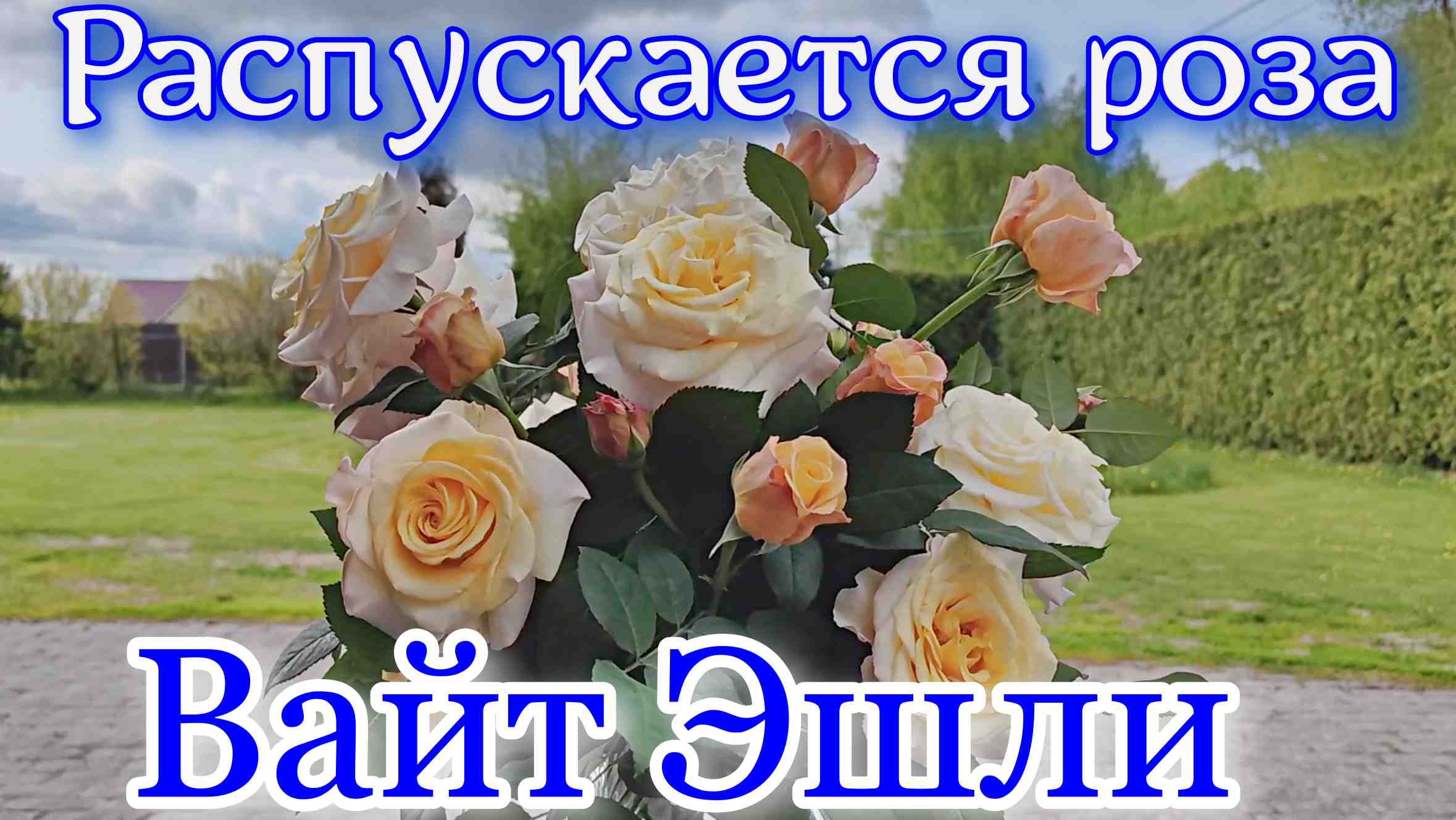 Краткий обзор розы Вайт Эшли - White Ashley (Tantau, 2017)