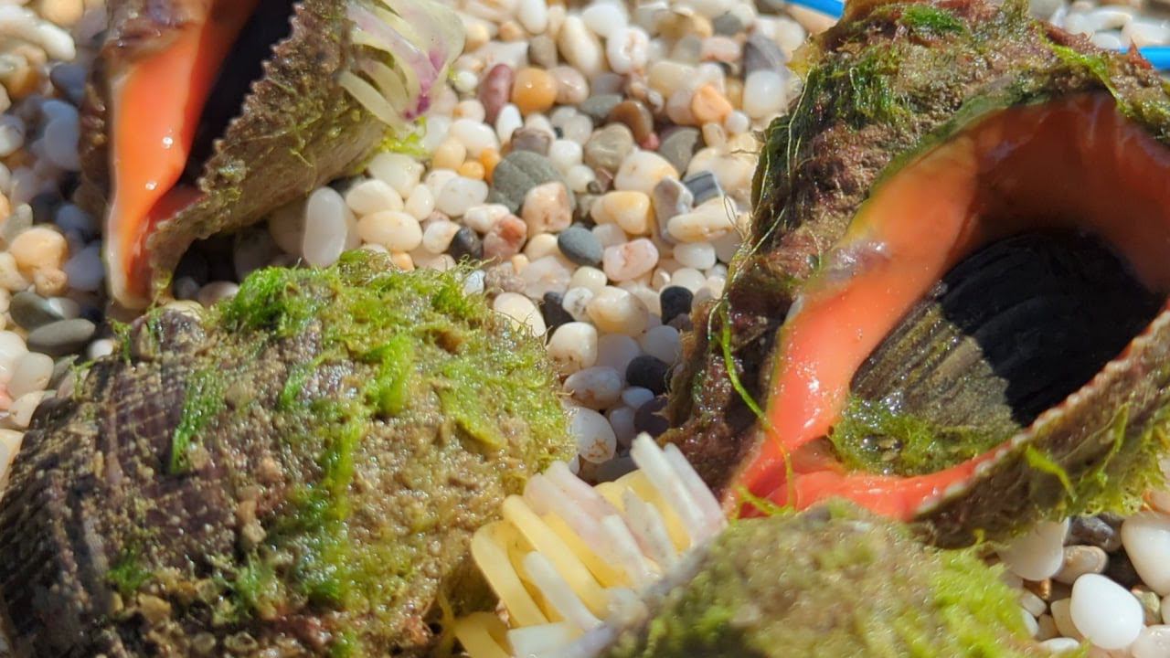 Евпатория 2024. Шикарное море на Симферопольской, наловили рапанов, я таких никогда не видел! смотреть онлайн