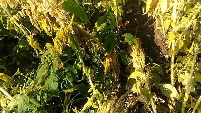 #Амарант на фазенде смотреть онлайн