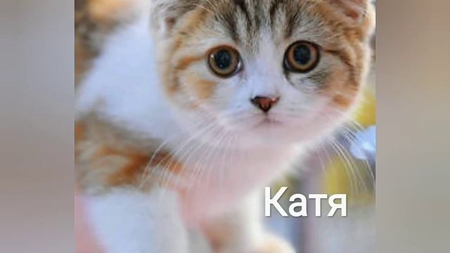 Какая ты кошка по имени😺 смотреть онлайн