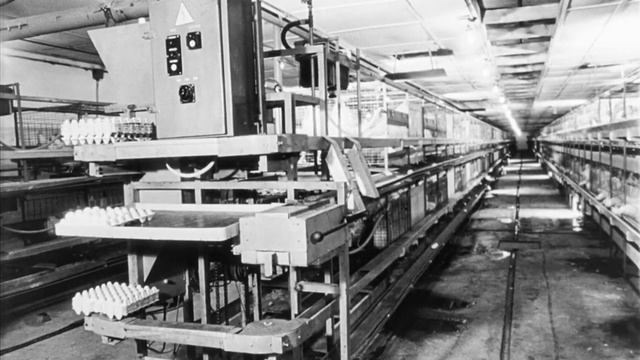 Новая техника для птицеводства, 1978. смотреть онлайн