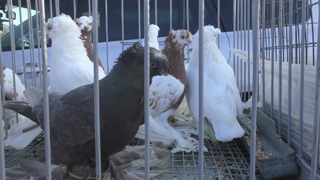 29.12.19. Птичий рынок г Кропоткин ( ч4) Bird Market Mr. Kropotkin (p4) смотреть онлайн