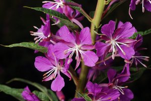 Кипрей узколистный Иван-чай РЕЛАКС АРТ-ТЕРАПИЯ ИМПРОВИЗАЦИЯ композитор Виктор Анохин #музыка #цветы