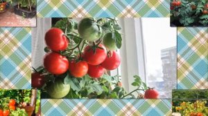 Томаты на балконе Выращиваю томаты в кашпо,сорт балконный сахарный