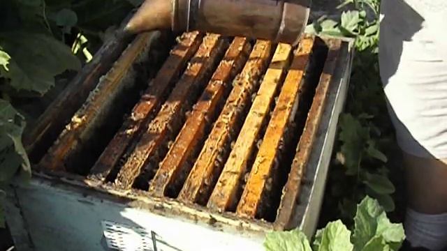 пчелы строят соты с пчелиной ячейкой, без вощины ( часть 2 ) смотреть онлайн