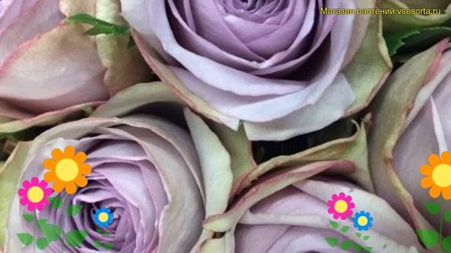 Роза флорибунда Луллабай. Краткий обзор, описание характеристик, где купить саженцы Rosa Lullaby