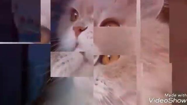 ТОП 100 ФОТО ПРО КОТОВ (МАРКИЗ И МАЛЫШ) смотреть онлайн