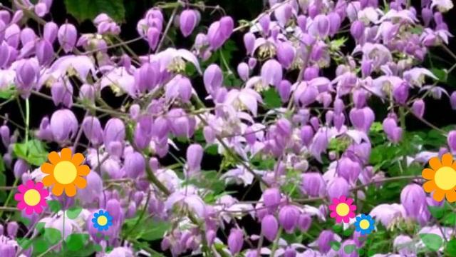 Василистник делавея. Краткий обзор: Василистник делавея описание характеристик, где купить саженцы смотреть онлайн