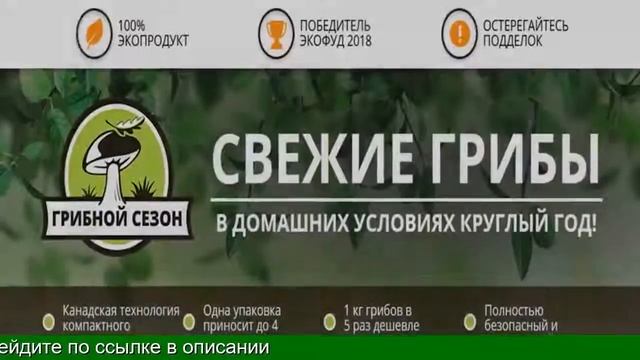 Грибы Вешенки Дома смотреть онлайн