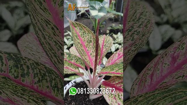 NEW COLLECTION !!! AGLAONEMA RED LEGACY смотреть онлайн