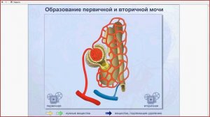 Механизм образования мочи.Подготовка к ЕГЭ и ОГЭ по биологии