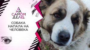 80-килограммовый алабай загрыз женщину на глазах ее сына. На самом деле. Выпуск от 07.07.2020