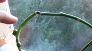 Как  появляется новый цветонос Орхидеи после его полной обрезки