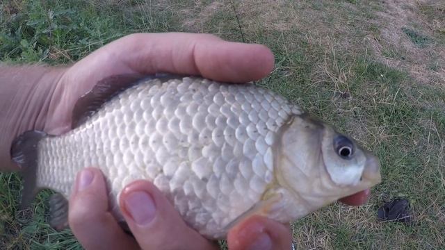 ЛОВЛЯ КАРАСЯ Осенью! Перепробовал Все! На Что Ловить Карася в Сентябре?! смотреть онлайн