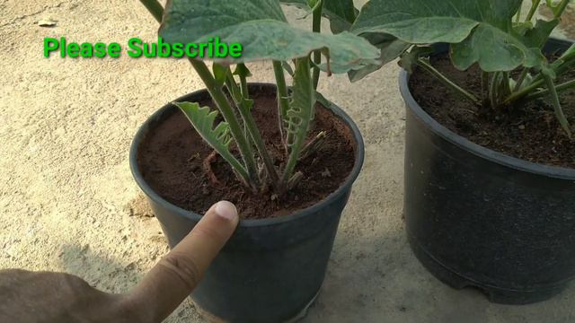 Summer Care of Gerbera || How to save gerbera in summer ? How to care gerbera flower plant in summe смотреть онлайн