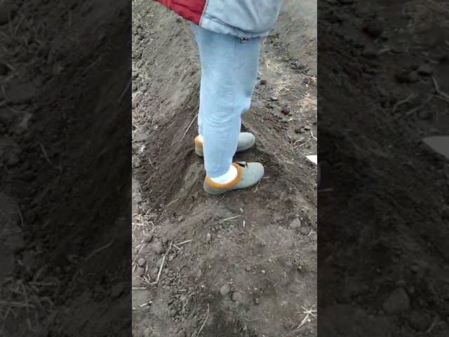 Бугры под клубнику.
