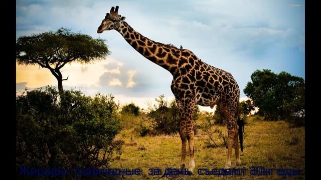 Презентация про жирафа. Жираф. Африка. Презентация 3 класс. смотреть онлайн