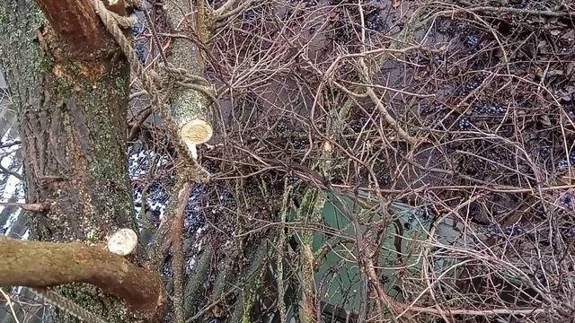 Последняя ветка над крышей спилена смотреть онлайн