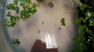 Размножение шпорцевых лягушек! Что делать с икрой? Чем кормить головастиков? Как ухаживать?