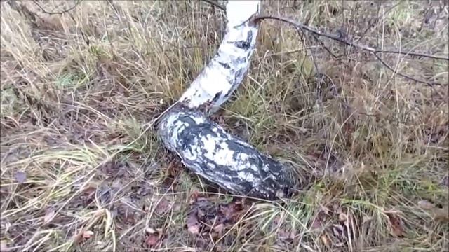 Какие бывают нетипичные деревья. смотреть онлайн