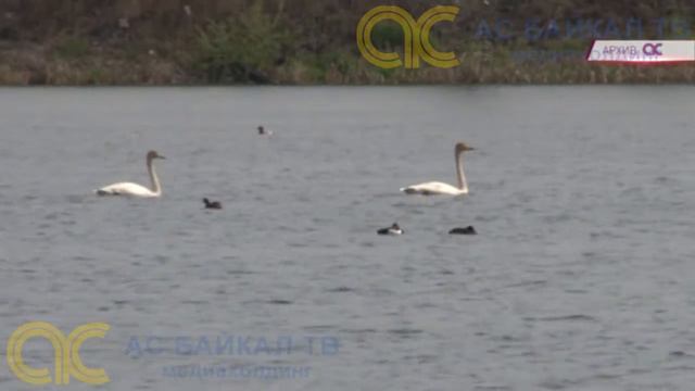 Болота Ново-ленинские смотреть онлайн