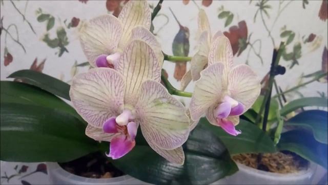 Орхидеи))Январь))) Аминазол для орхидей во всех смыслах!!!))) Отлично!)) смотреть онлайн