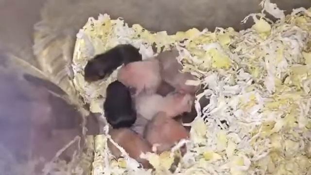 Хомячатам 8 дней / малыши хомяки / наши питомцы / сирийский хомяк смотреть онлайн