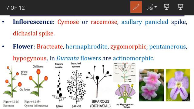 Verbenaceae - Plant Science Forum смотреть онлайн