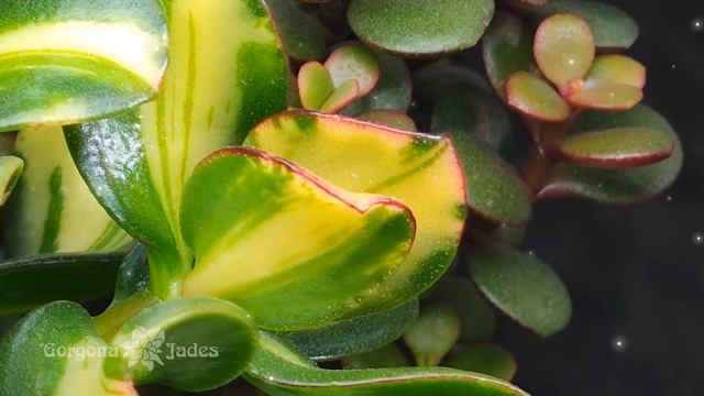 Crassula ovata variegata "Return of beauty" и другие крассулы. Xiaomi Mi 11(main) video 4k смотреть онлайн